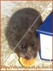 un hamster