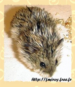 Le hamster de Campbell
