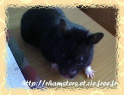 Le hamster dor ou syrien