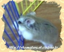 Le hamster nain de roborovski