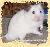un hamster
