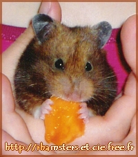 Un hamster qui mange du melon
