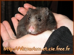 Un hamster dans les mains