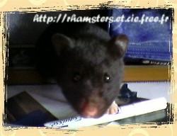 un hamster