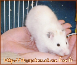 Hamster qui vient dans les mains