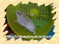 un hamster dans une roue