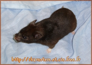 Un hamster en bonne sant